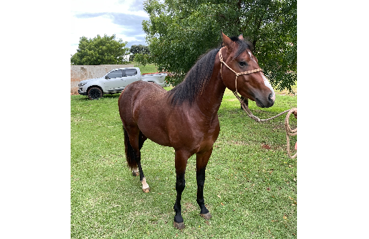QUIXOTE PRINCE